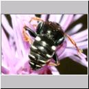 Oxybelus uniglumis - Weissfleckige Fliegenspiesswespe w06c 7mm Sandgrube Niedringhaussee.jpg